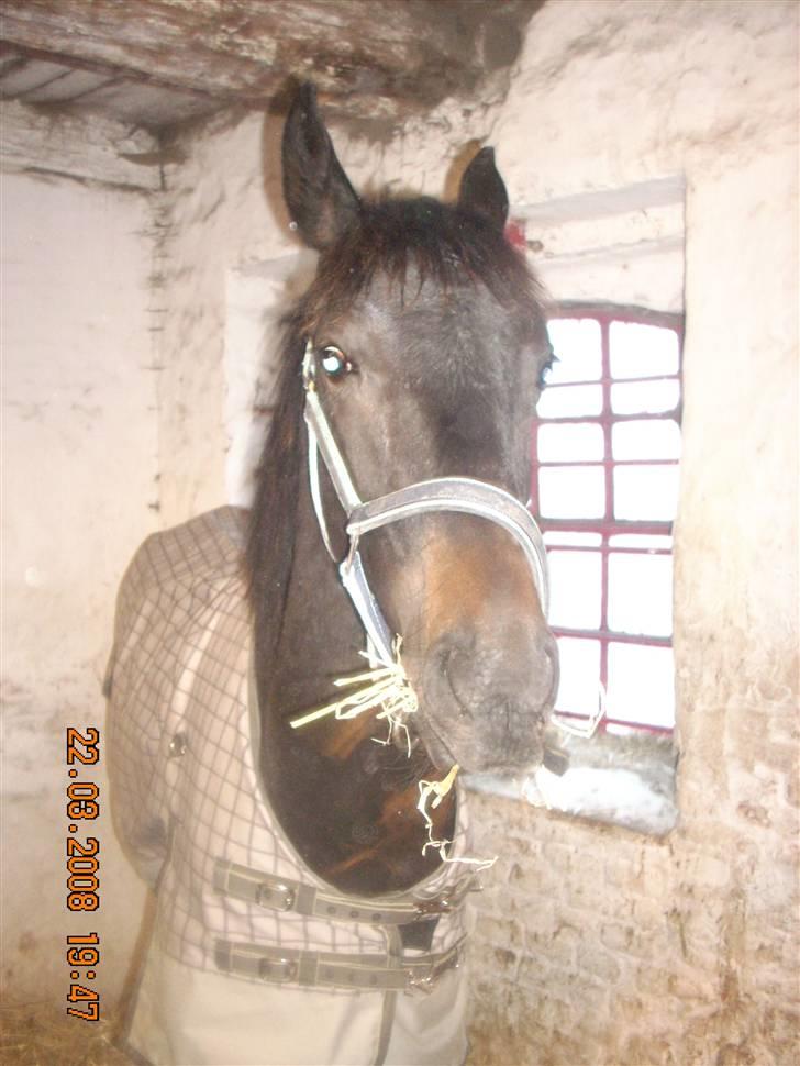 Dansk Varmblod Dijon ** aflivet** - Jeg er Dijon, daglig tale blir jeg kaldt Følle billede 13