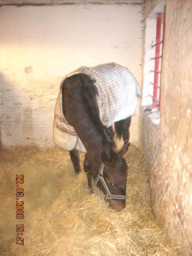 Dansk Varmblod Dijon ** aflivet** - Se mit fine nye dækken. billede 14