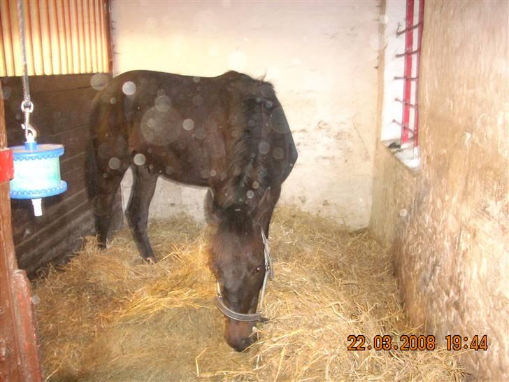 Dansk Varmblod Dijon ** aflivet** - Sikke en fin boks. billede 15