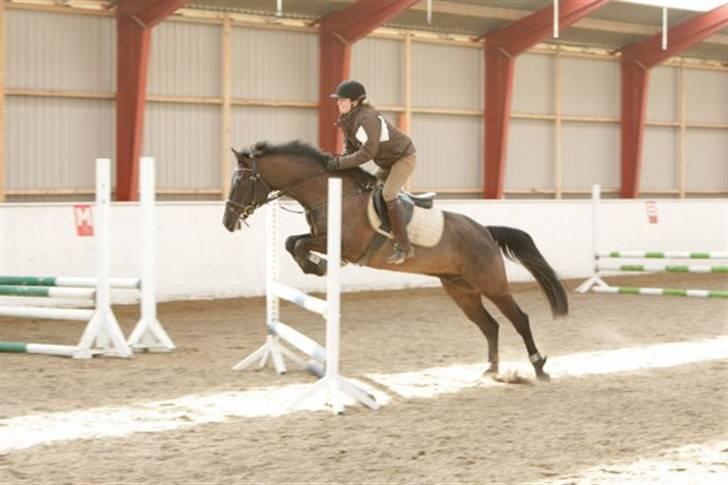 Anden særlig race Trinity C  - Undervisning hos thomas  22 marts 2008 billede 9