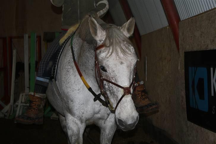 Anden særlig race Line ( halvpart) billede 14