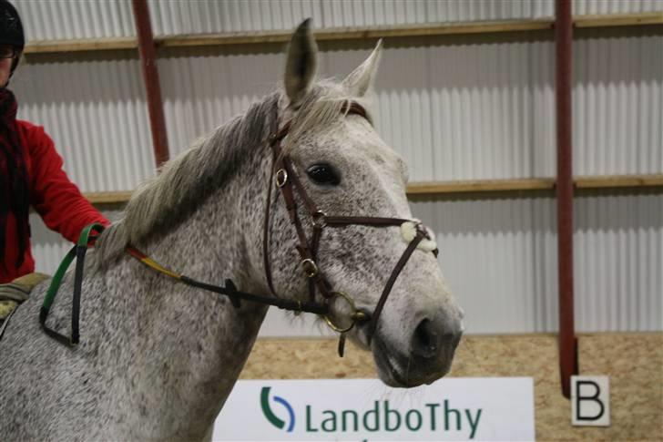 Anden særlig race Line ( halvpart) - Galop billede 15