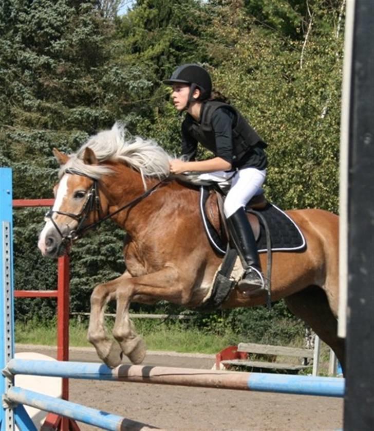 Haflinger Betti - Mig & Betti - Stævne 80 cm :) billede 17