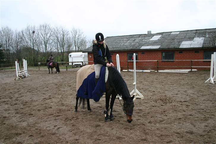 Welsh Cob (sec D) tai ticcazini musen!<3 - ticcazini mus, jeg elsker dig fandme. billede 10