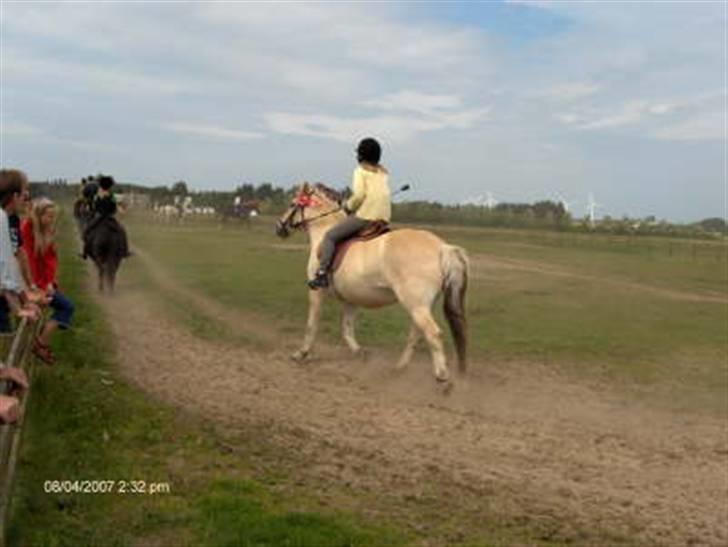 Fjordhest Eros R.I.P: - Eros i æresrunde.. *ridelejr 07* billede 7