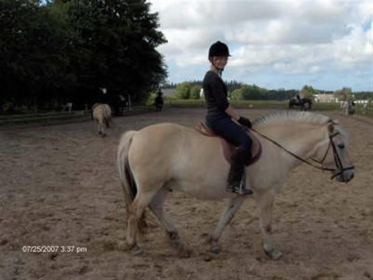 Fjordhest Eros R.I.P: - Eros med ridelejrrytter *ridelejr 07* billede 8
