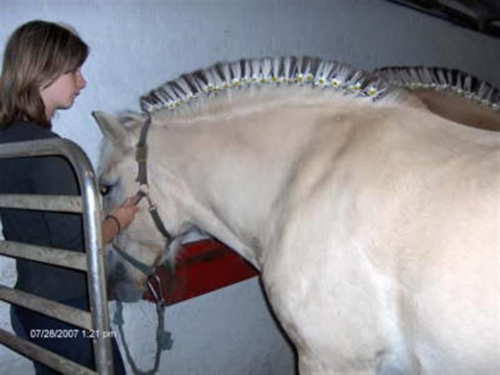 Fjordhest Eros R.I.P: billede 9