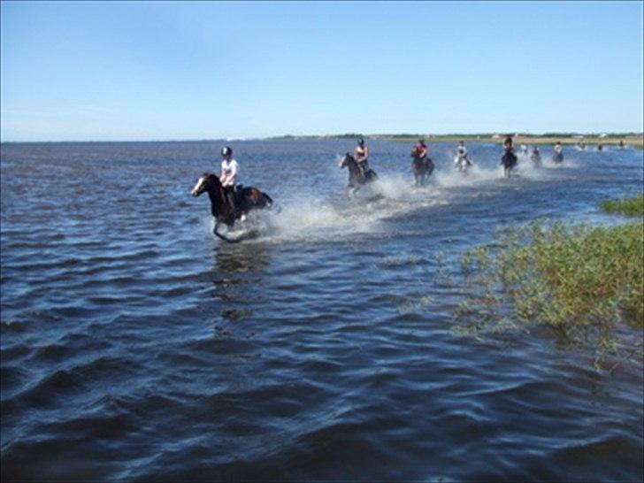 Anden særlig race Coby  - Galoptur i fjorden med resten af FU- slænge! billede 9