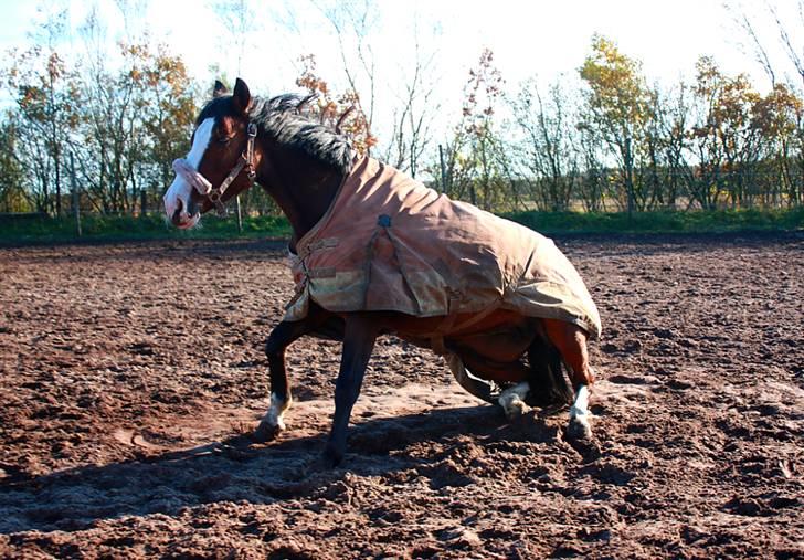 Anden særlig race Coby  - Haha min pony kan tricks ;D! foto: mig. billede 10