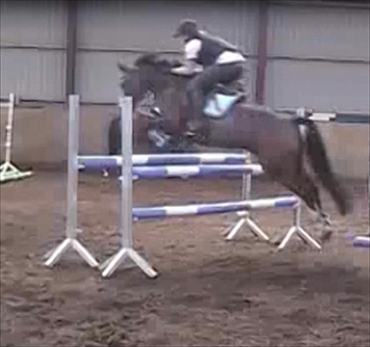 Anden særlig race Coby  - spring på efterskolen :) billede 12