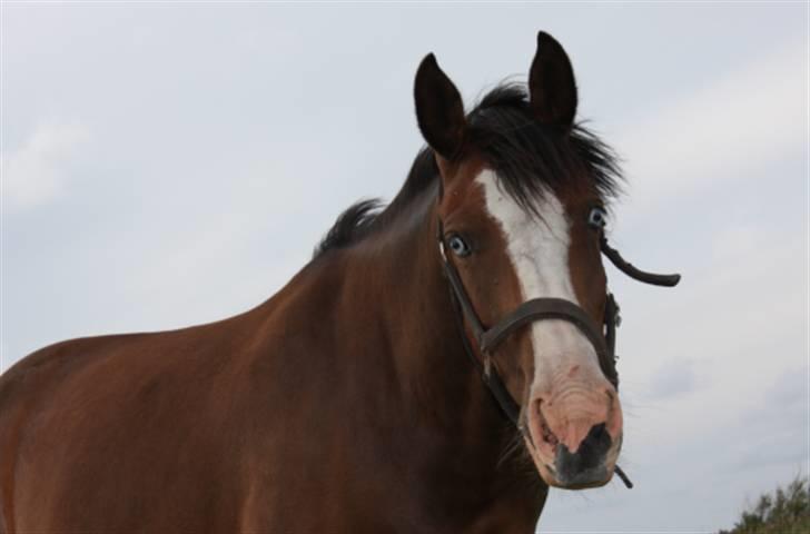 Anden særlig race Coby  - Hvad har man fået øje på ? xD foto: mig. billede 18