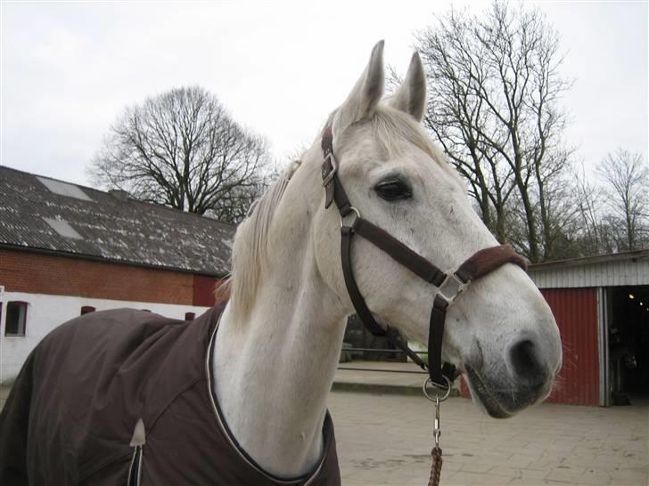Holstener Cockney B (Død) - Her er Bob... lige kommet på rideskolen:D billede 1