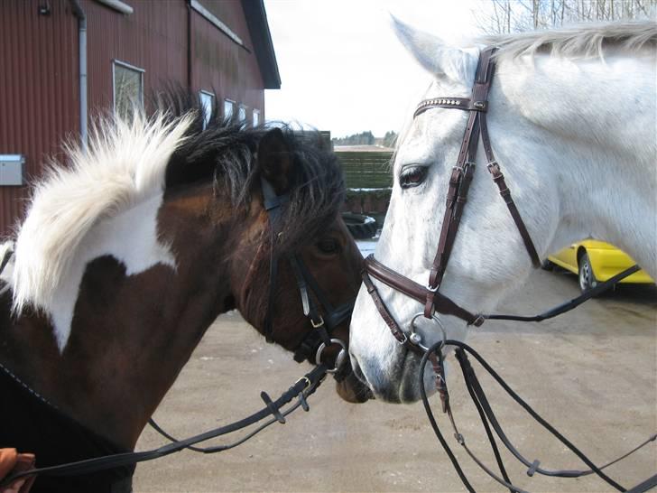 Holstener Cockney B (Død) - Bob og lover.. Uhh :D billede 3