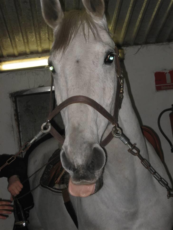 Holstener Cockney B (Død) - Er jeg på nu...? Haha <33 billede 6