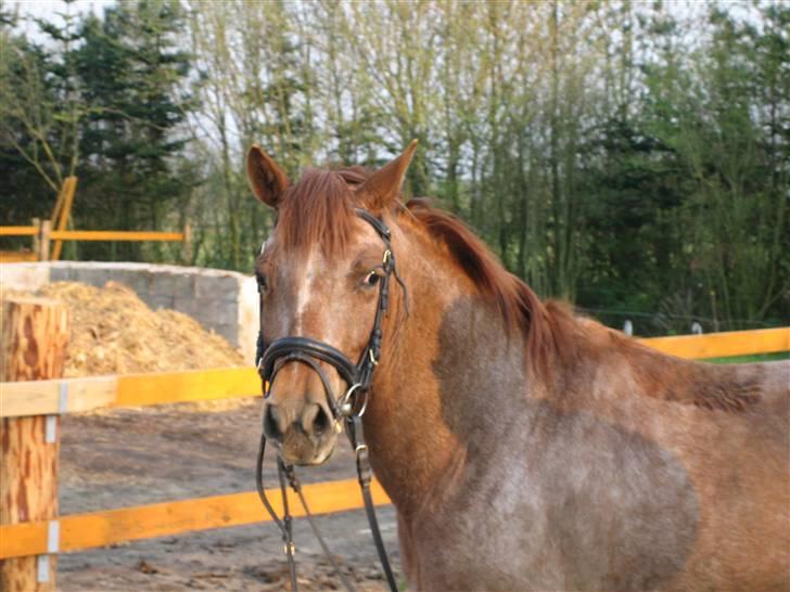 Anden særlig race Fru Smith (solgt) - Sommer-aften efter træning :b billede 1