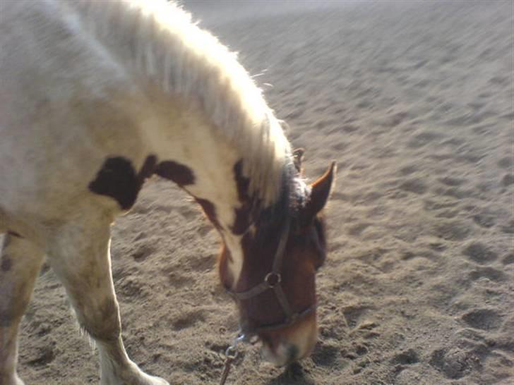 Anden særlig race Toffie SAVNER DIG :'( - Min engel der vil rulle sig <3 [Foto: Mig] billede 1