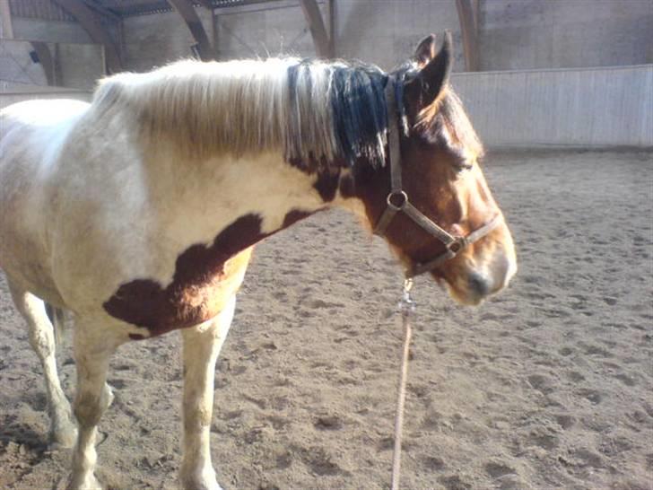 Anden særlig race Toffie SAVNER DIG :'( - Elsker ham [Foto: Mig]  billede 2