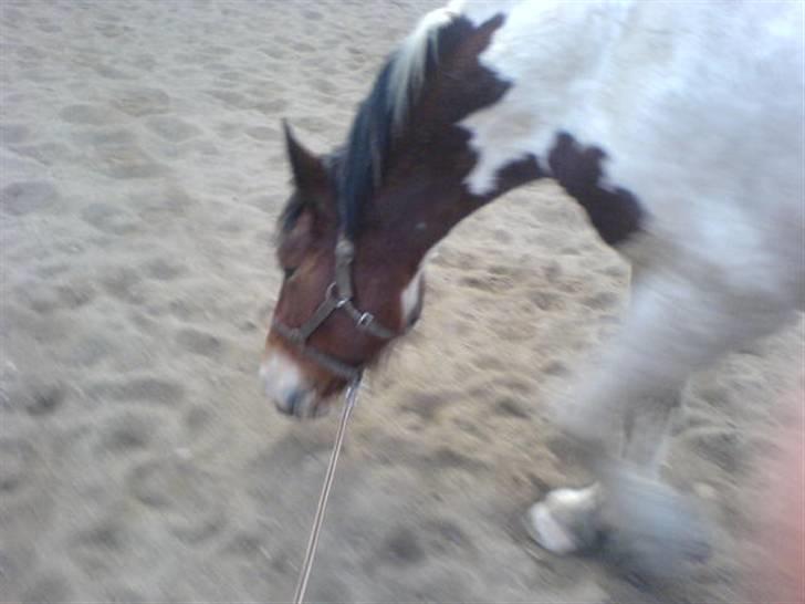 Anden særlig race Toffie SAVNER DIG :'( - Rulle sig ? [Foto: Mig]  billede 3