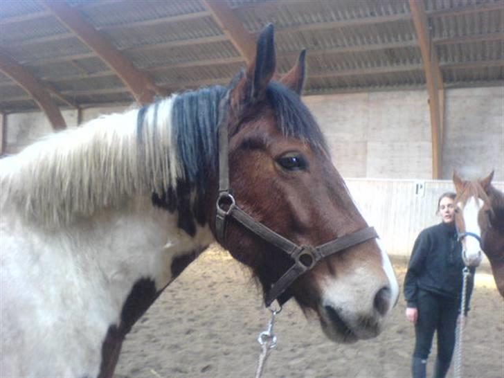 Anden særlig race Toffie SAVNER DIG :'( - SMUKKE !!! [Foto: Mig]  billede 4