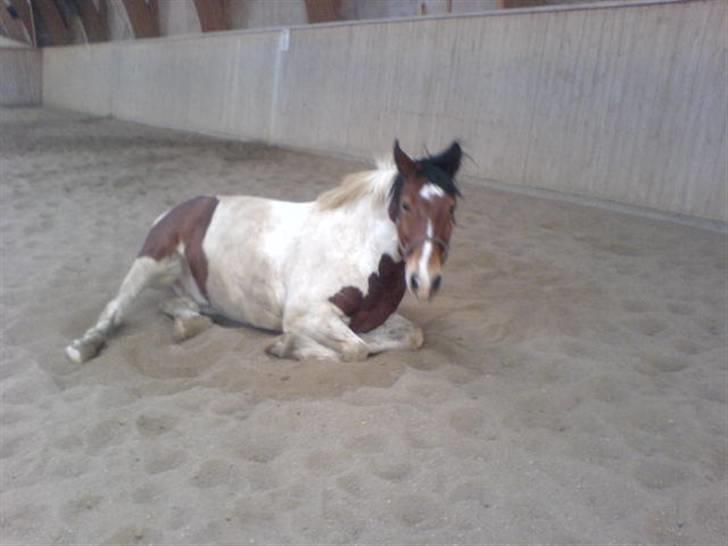 Anden særlig race Toffie SAVNER DIG :'( - Prøvede at komme hen til ham :D [Foto: Mig] billede 5