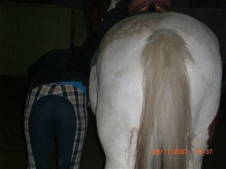 Anden særlig race Toffie SAVNER DIG :'( - Når enden er god er alting godt <3 [Foto: Priis]  billede 6