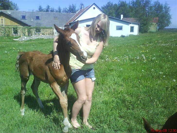 Anden særlig race Østerhedens La Luna Rossa billede 11