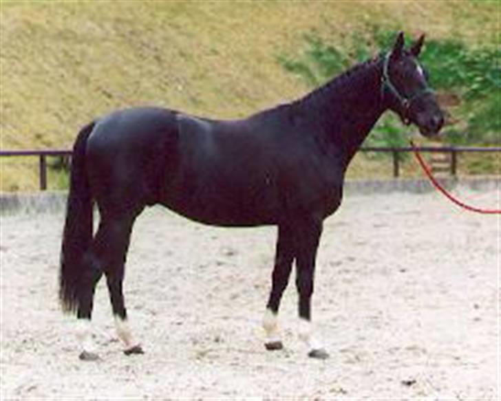 Trakehner Knobelsdorff - 4 år og gude smuk foto jeg fik af den gamle ejer billede 18