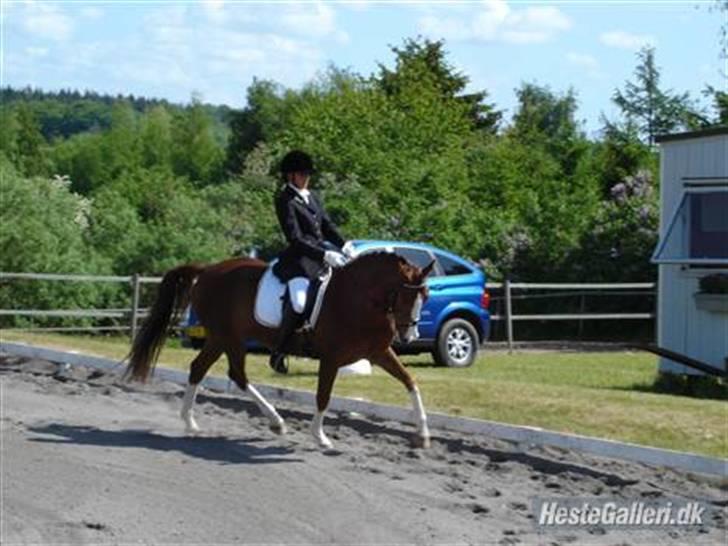 Hollandsk Sportspony Zandgat's El-Samber - Landsstævne Ringsted :) billede 1