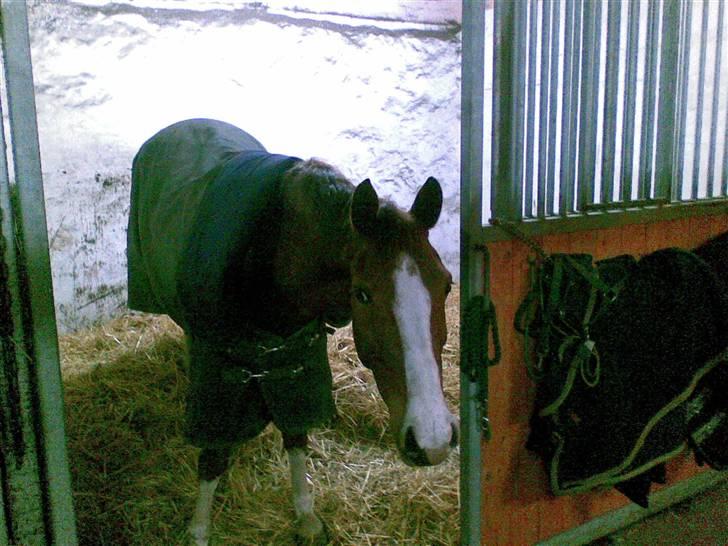 Hollandsk Sportspony Zandgat's El-Samber - Han er så sød herpå <3 billede 2