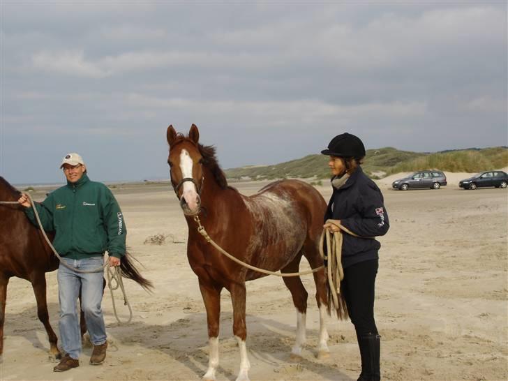 Hollandsk Sportspony Zandgat's El-Samber - "Nøøj, hvor er det dejligt det her" :) billede 5