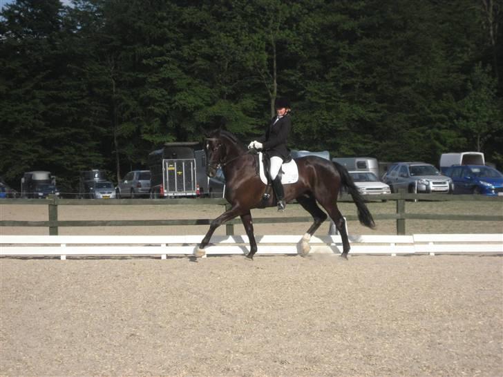 Dansk Varmblod Trøstruplunds Zorro *RIP* - Første stævne billede 1