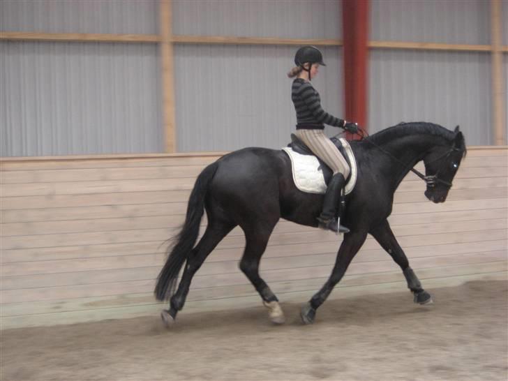 Dansk Varmblod Trøstruplunds Zorro *RIP* billede 3