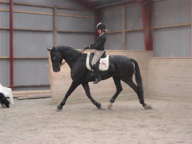 Dansk Varmblod Trøstruplunds Zorro *RIP* billede 4