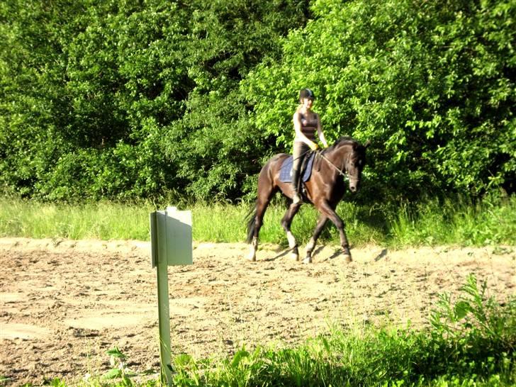 Dansk Varmblod Trøstruplunds Zorro *RIP* billede 6