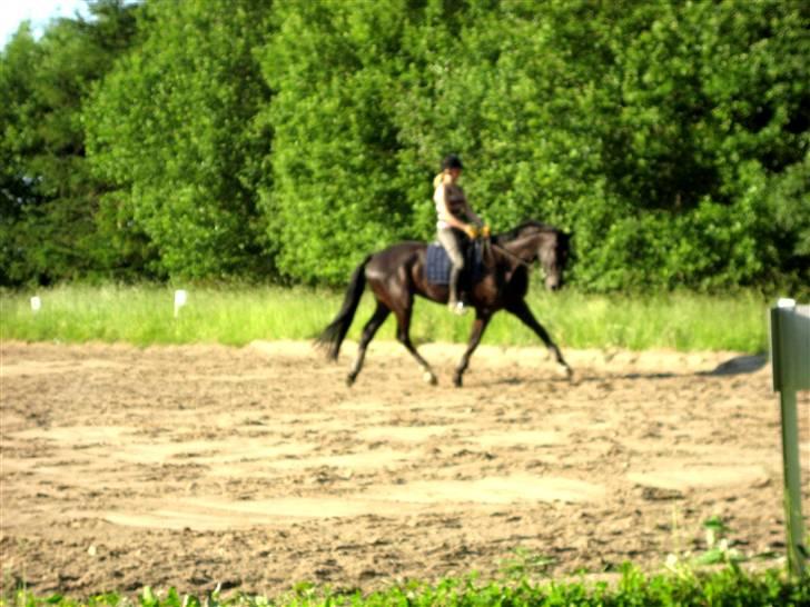 Dansk Varmblod Trøstruplunds Zorro *RIP* billede 7