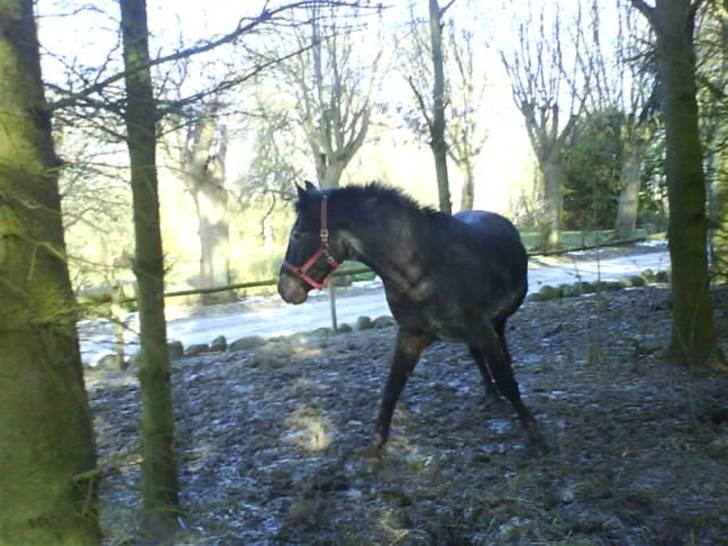 Anden særlig race  Cooper Speciel - Haha! hva laver du hest?! xD billede 8