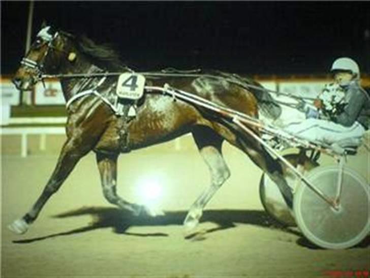 Traver David Nordal -Familiehest billede 17