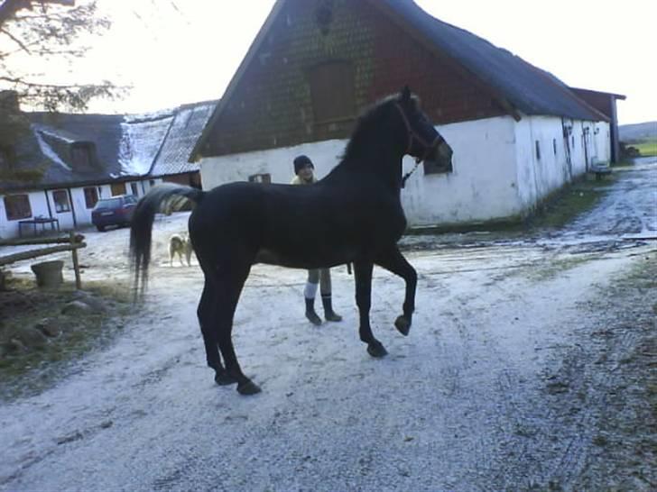 Anden særlig race  Cooper Speciel - Her er vi lidt oppe at køre :D billede 9