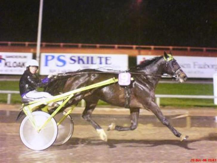 Traver David Nordal -Familiehest billede 18