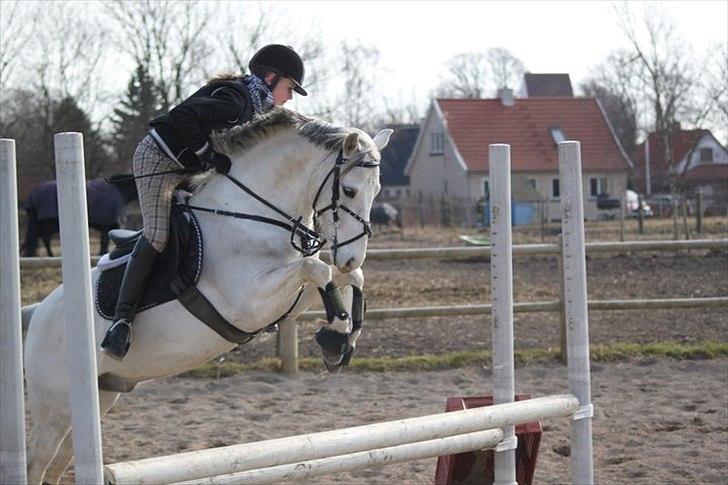 Welsh Pony (sec B) Jason billede 4