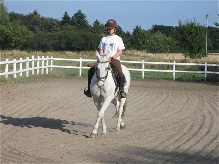 Irsk Sportspony - Charmeur billede 12