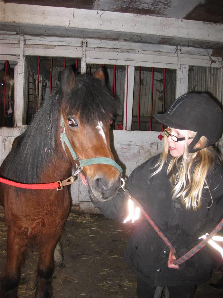 Welsh Mountain (sec A) Dorthealyst Glowworm / Sahra - *R.I.P* - Billede 2: Sahra og Christa billede 2