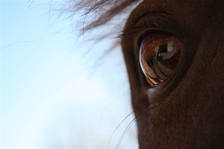 Anden særlig race Stella billede 12