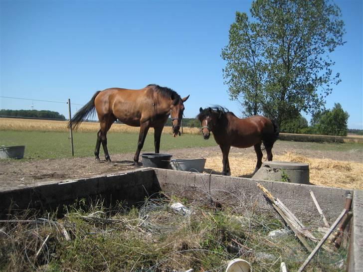 Welsh Mountain (sec A) Dorthealyst Glowworm / Sahra - *R.I.P* - Billede 6: Casino snuste til hende 2 sek efter dette billede... Sahra kastede med forbenene..... Lie direkte NED i metal baljen med VAND helt op til kanten.... Hun buggede og varnoget så sur bag efter, og følt sig mobbet, da vi alle 3 grinte af hende billede 6