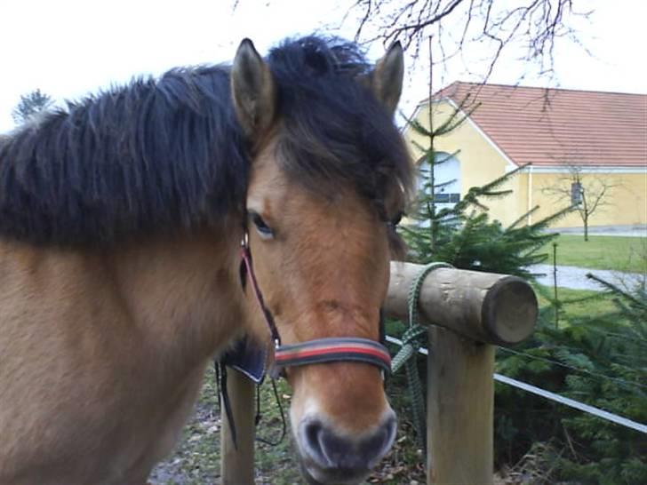 Anden særlig race Juvena - Velkommen til Juvenas profil. billede 1