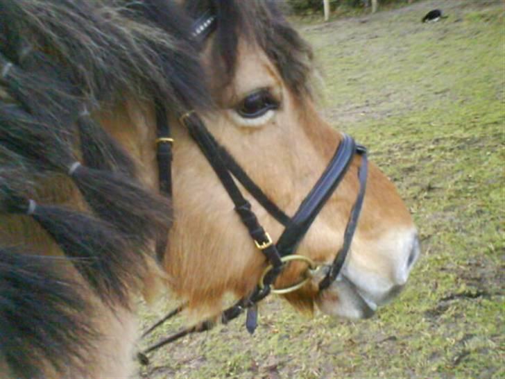 Anden særlig race Juvena - Juvena oppe fra. billede 2