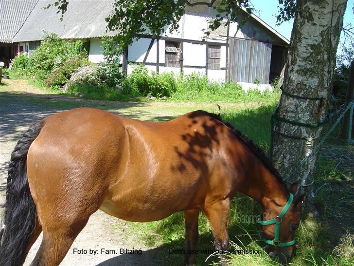 Welsh Mountain (sec A) Dorthealyst Glowworm / Sahra - *R.I.P* - Billede 7: Jeg er ved at gøre Sahra klar til 4H dyreskue 2003 billede 7