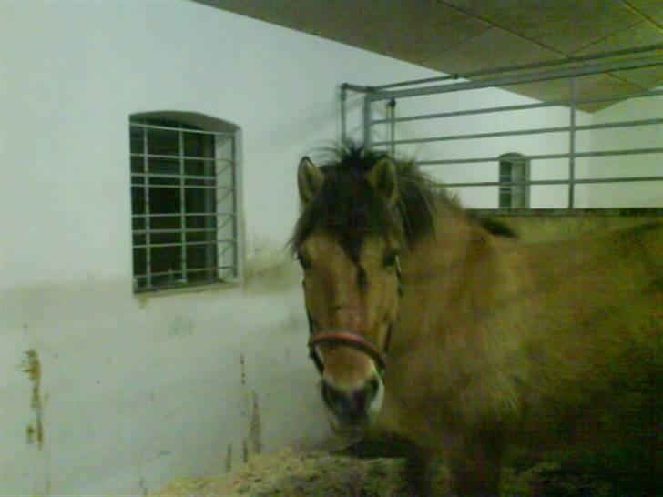 Anden særlig race Juvena - Juvena inde i stalden. billede 3