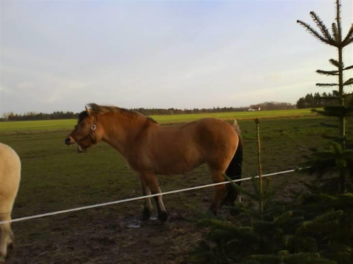 Anden særlig race Juvena - Juvena der lige er blevet lidt træt. billede 4