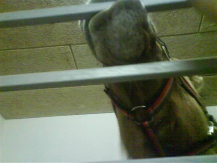 Anden særlig race Juvena billede 5